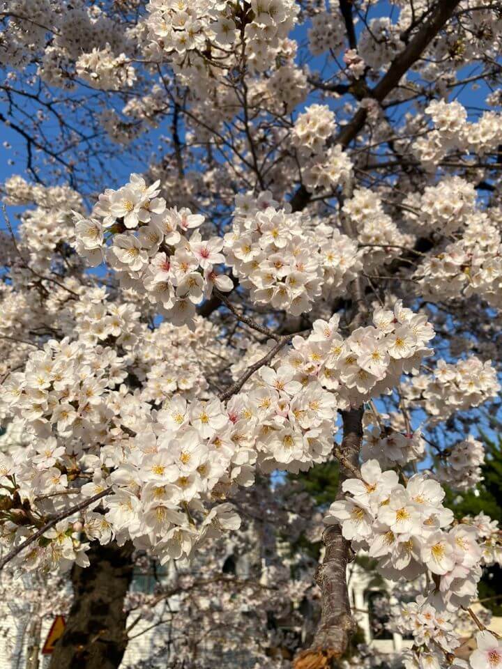 벚꽃 개화 봄의 계절
