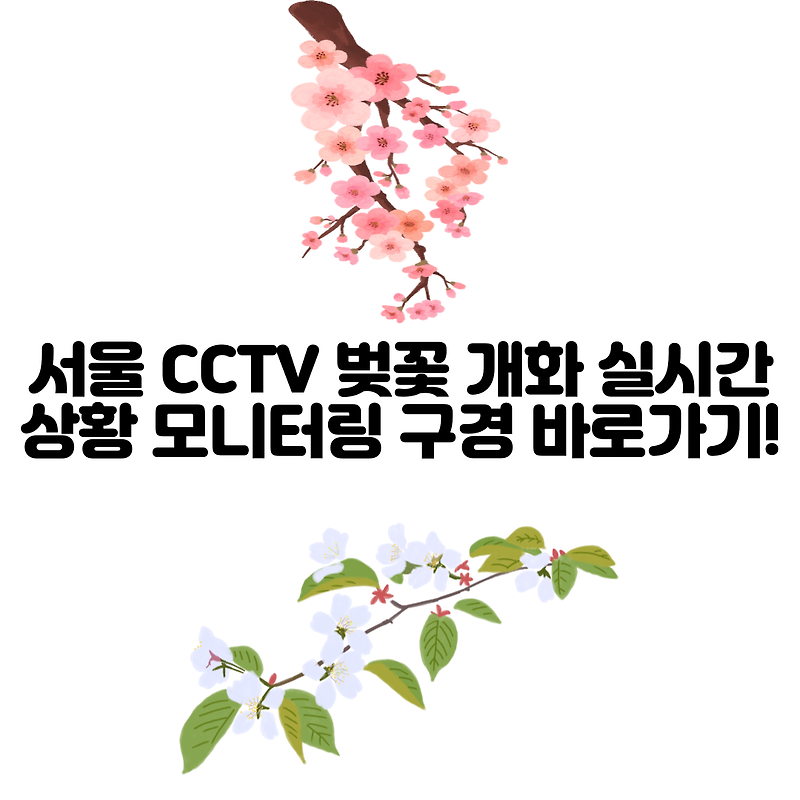 서울 CCTV 벚꽃 개화 실시간 상황 모니터링 구경 바로가기!