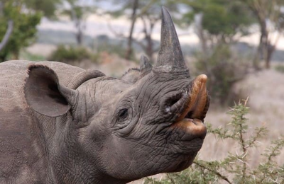 전 세계 최초의 채권 코뿔소 채권을 아시나요?