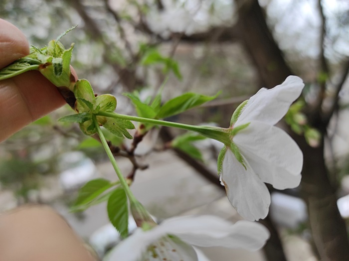 벚꽃 살구꽃 초간단 구분 방법