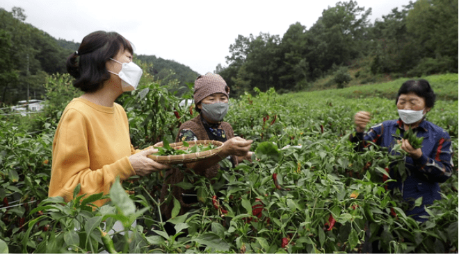 한국인의 밥상 경북 군위군 밀키트 파는곳 위치 정보 홈페이지