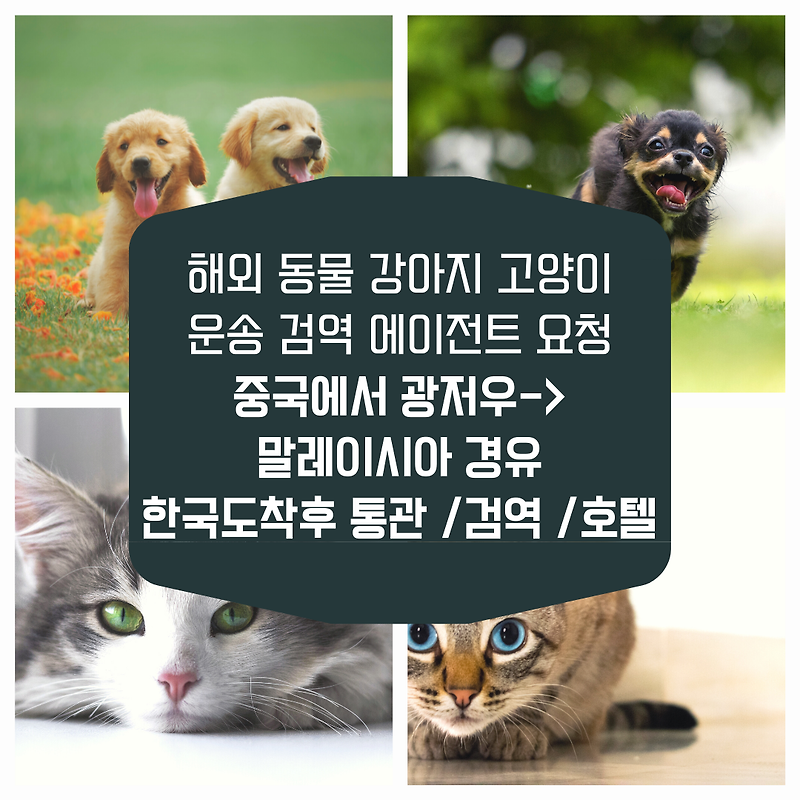 강아지중국운송 강아지중국검역 강아지중국검역증명서 강아지중국에서한국운송 강아지경유한국입국운송 강아지만한국데려오기 강아지한국입국서비스 강아지한국통관 강아지한국검역 반..