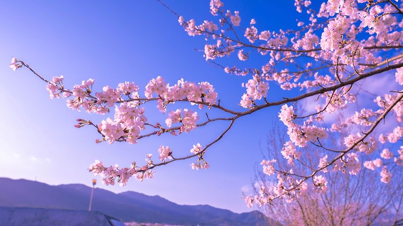 [사진][벚꽃]연분홍의 따스한 빛을 머금은 꽃 2020.03.27