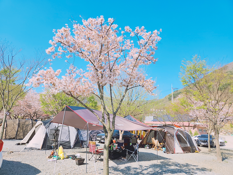 밀양 캠핑 : 벚꽃캠핑 즐기고 온 '산여울 캠핑장'