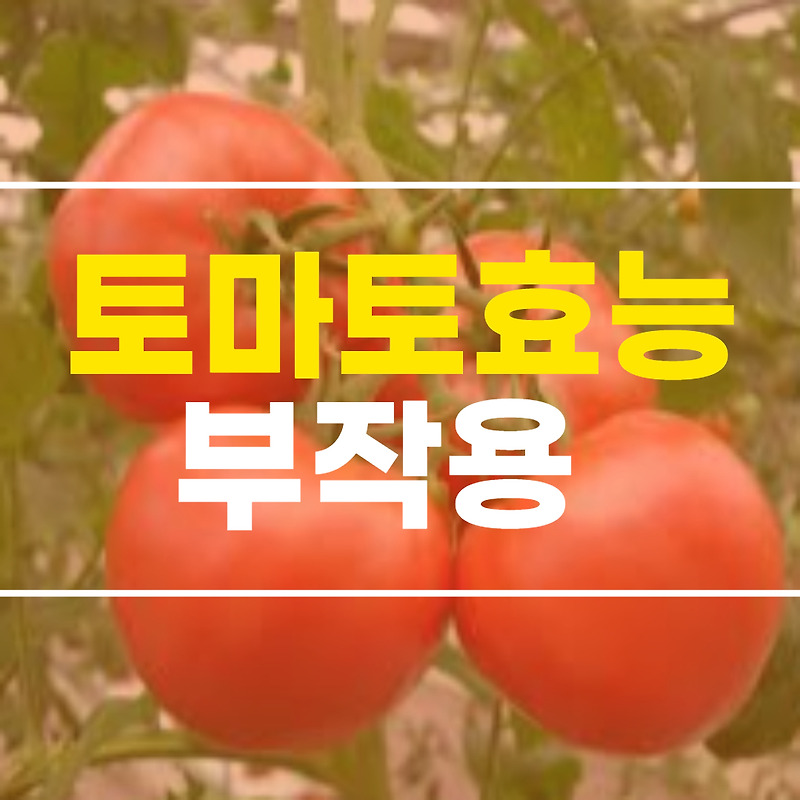 토마토 효능 및 부작용 알아보기