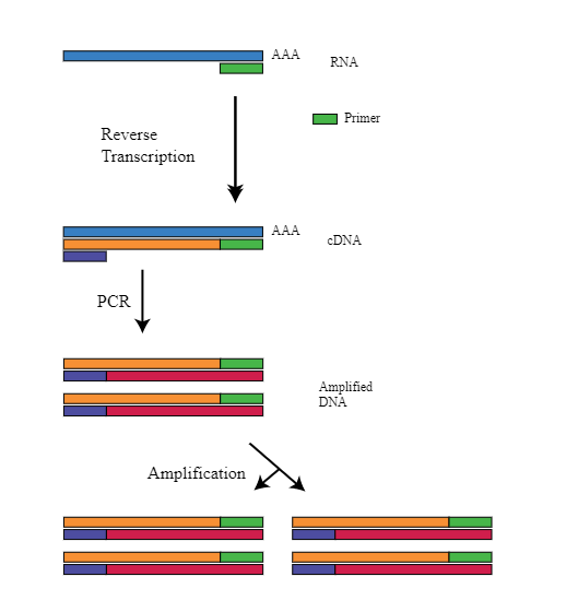 RT-PCR (Revers Transcription PCR) 실험 방법 정리