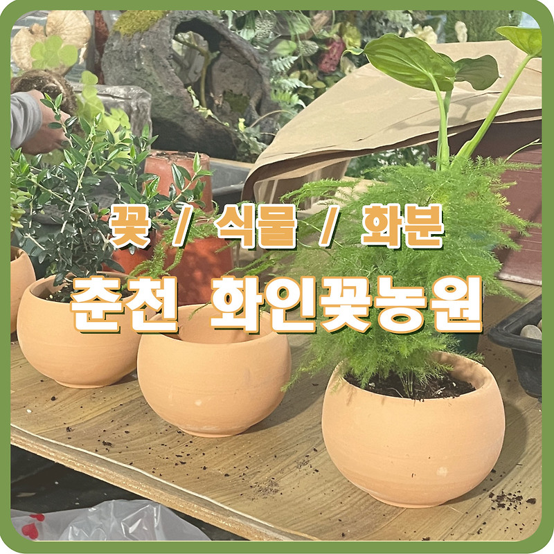 춘천 꽃집 '화인꽃농원' 예쁘고 착한 가격의 꽃/식물/화분