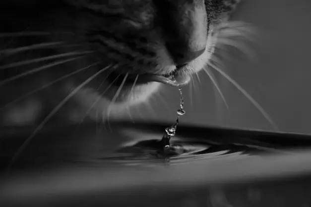 고양이 흐르는물 좋아하는 이유와 2가지 비밀