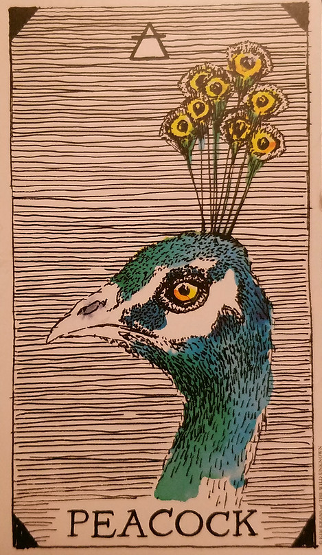 [오라클카드배우기/와일드언노운애니멀스피릿]The Wild Unknown Animal Spirit Peacock 공작 해석 및 의미