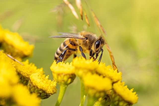 꿀벌들이 사라지고 있다. 꿀벌 실종 미스테리.