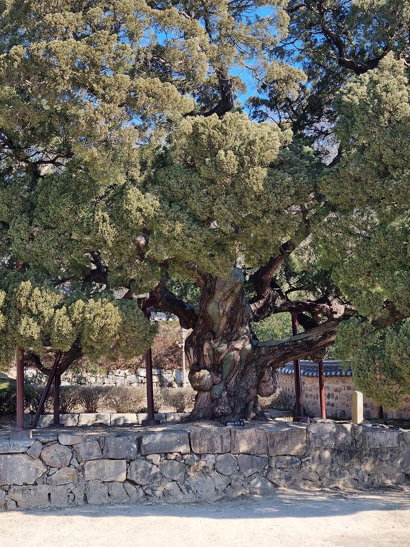 경주 양동마을ㅡ낙선당 500년된 향나무