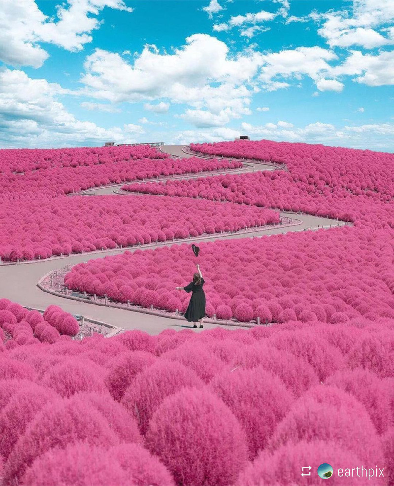 랜선 해외여행 일본 벚꽃 2021년 봄 풍경