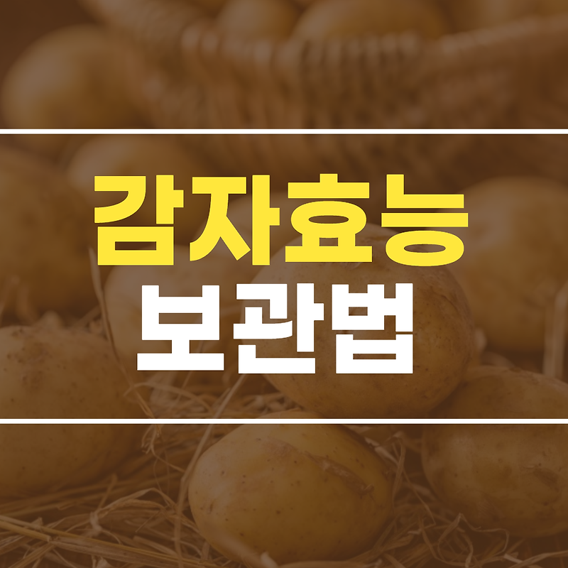감자 효능 및 감자 보관법