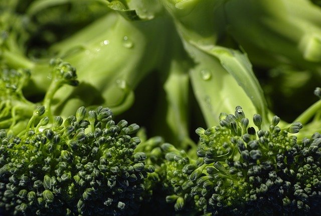 먹는 보충제! 브로콜리 새싹의 영양과 효과, 먹는 방법은?