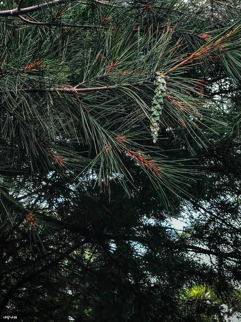 스트로브잣나무 / Pinus strobus