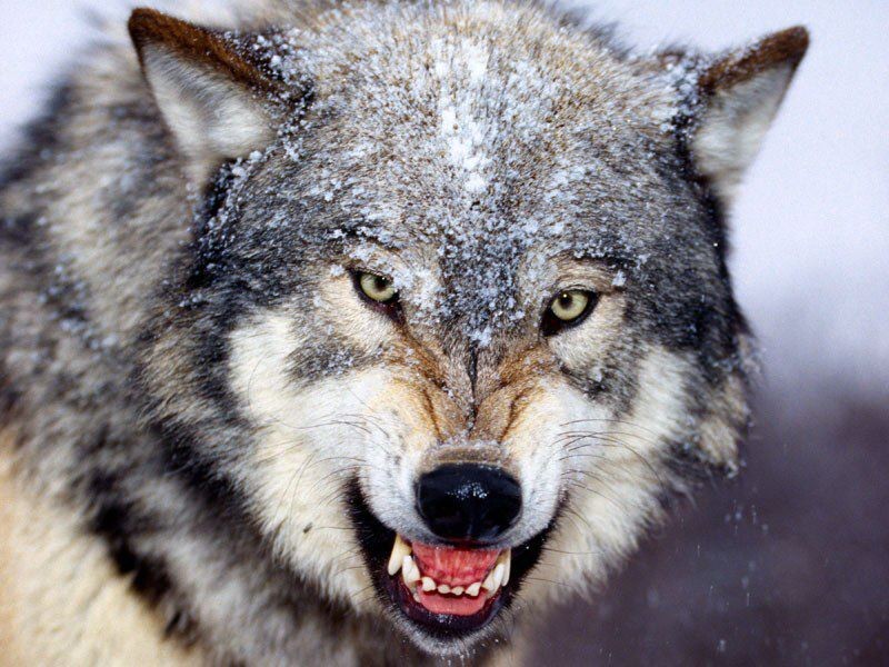 늑대인간(Werewolf)