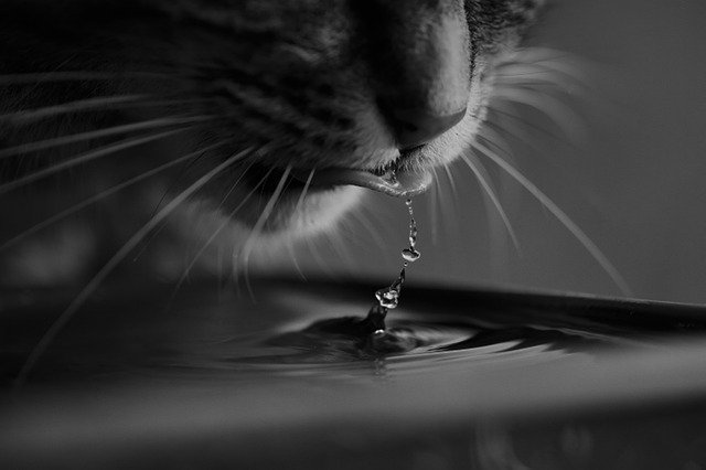 고양이가 혀로 물을 마시는 이유?