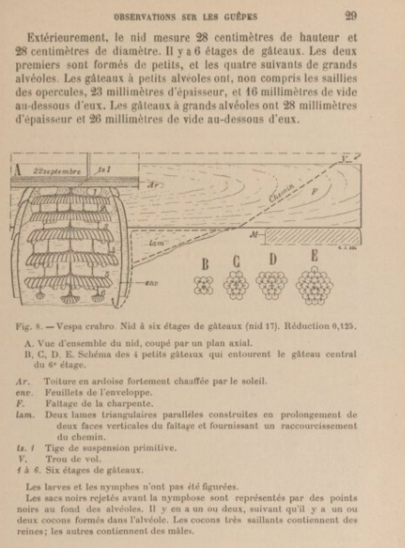 [프랑스 국립 디지털 도서관] 샤를 자네의 개미, 말벌, 꿀벌 연구