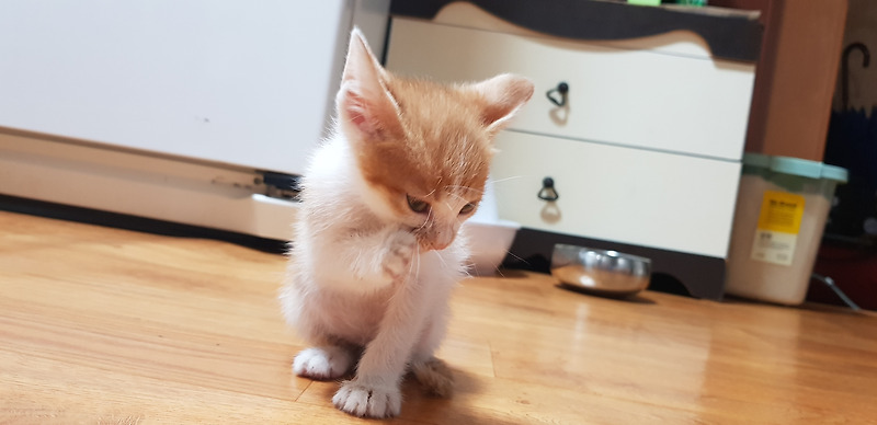 저희 집 귀염둥이 반료묘 '카레' 어린 시절 생각 나네요.