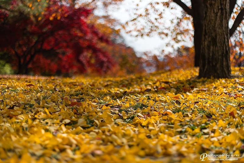 가을 나무 아래의 화려한 풍경