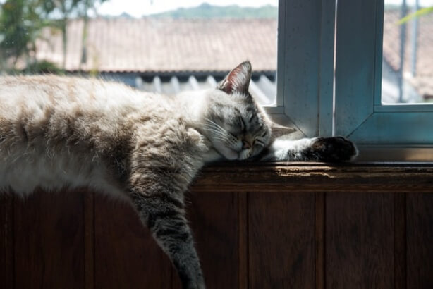 고양이 습도와 더위 , 적정한 관리 방법 4가지 고찰?