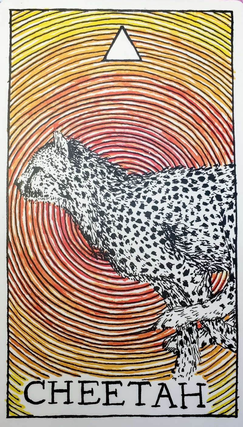 [오라클카드배우기/와일드언노운애니멀스피릿]The Wild Unknown Animal Spirit cheetah 치타 해석 및 의미