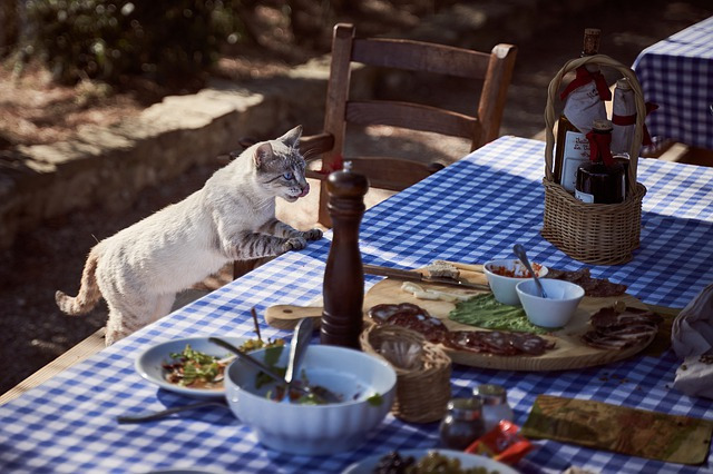 이상적인 고양이 밥주기 어떻게 하는 것이 좋을까?