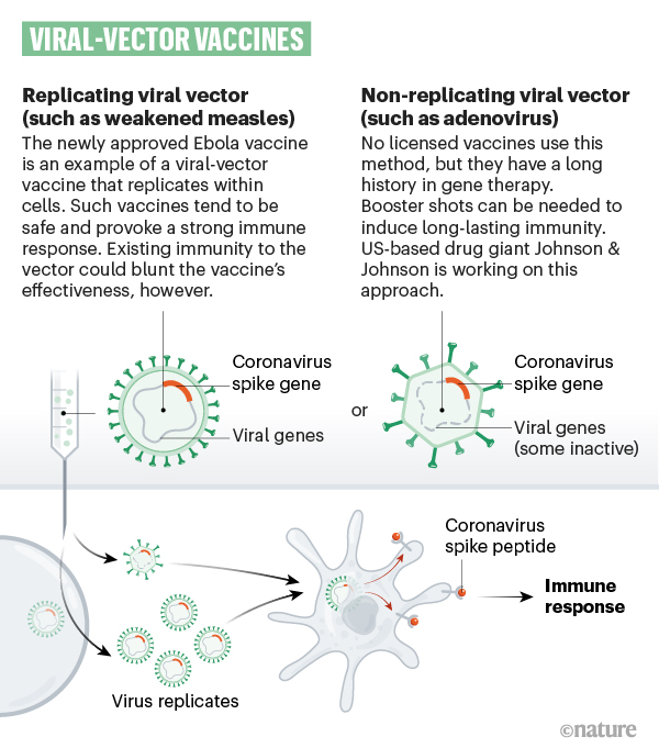 바이러스 벡터 백신과 mRNA 백신 비교