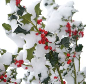 12월 25일, 크리스마스의 탄생화는 서양호랑가시나무