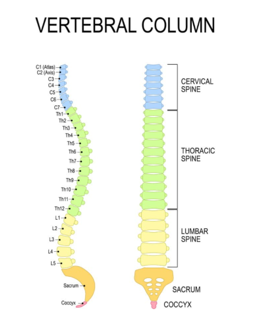 척추측만증 뜻 Scoliosis  척추옆굽음증 치료방법 교정운동