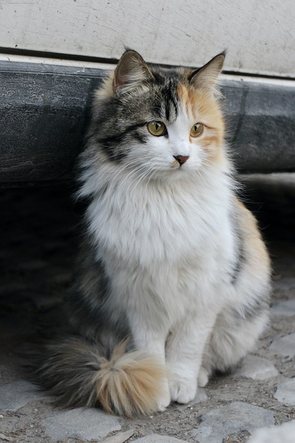 고양이 종류 :: 희귀 품종 Top5 & 분양가격