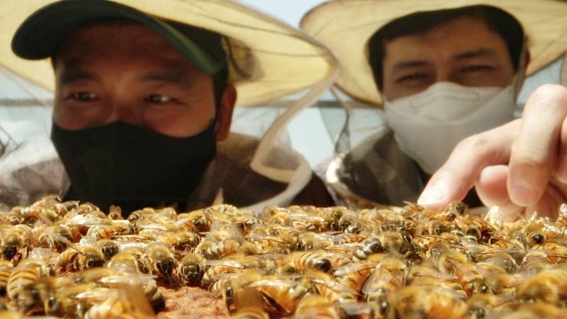 꿀벌의 도시생활, 꿀벌의 세계를 통해 도시의 자연을 보다