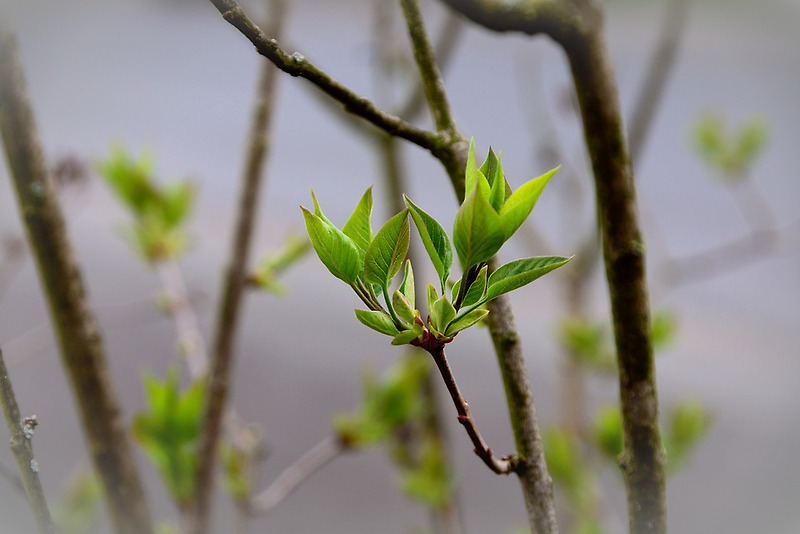 봄과 나무에 관한 글과 시