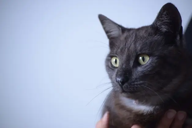 고양이 비염 원인과 증상, 치료와 대응법에 대해 4가지 알아 보자