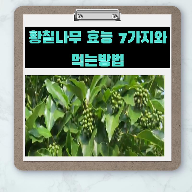 징기스칸이 애용했던 약재 - 황칠나무 효능 및 먹는법