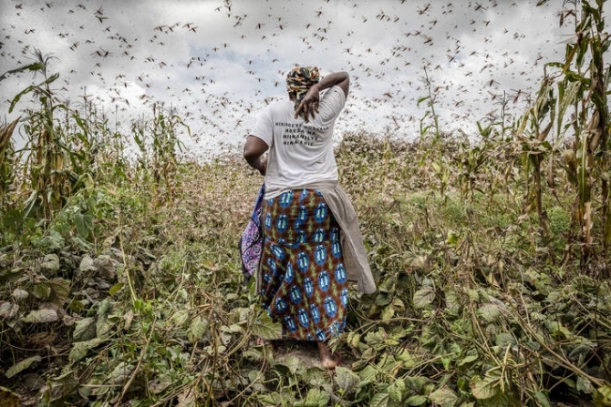 ‘성경속 재앙 수준’ 기후위기로 등장한 메뚜기떼 “식량안보 위협”
