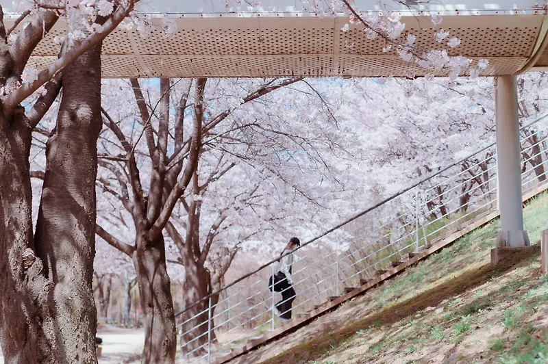 화려한 벚꽃 계단