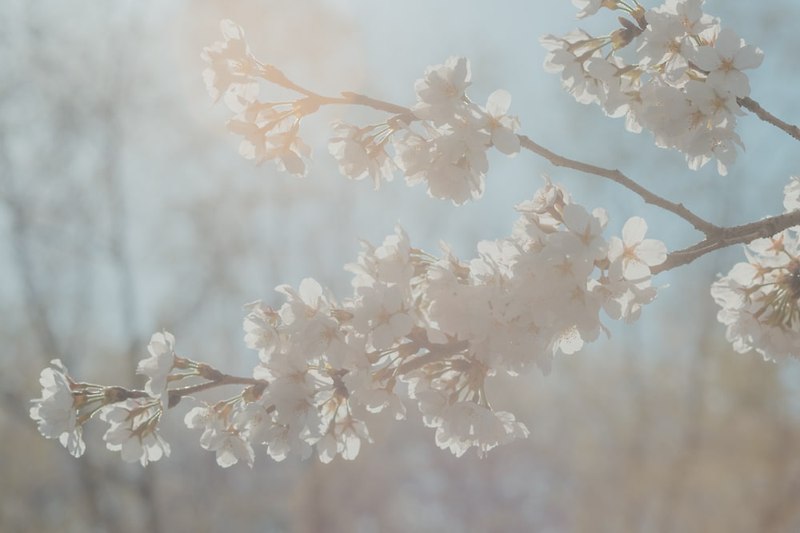 따스한 봄날의 화사한 벚꽃들