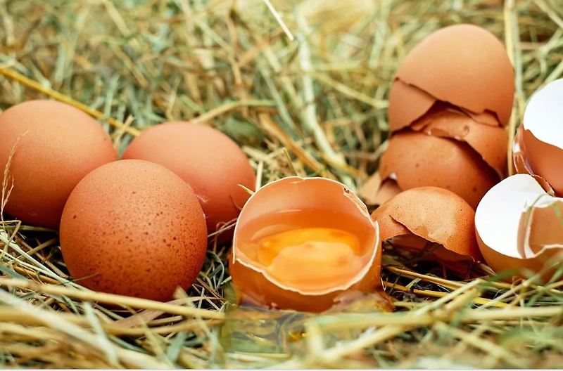 계란 효능 및 부작용 달걀 정보 간단하게 알아보기