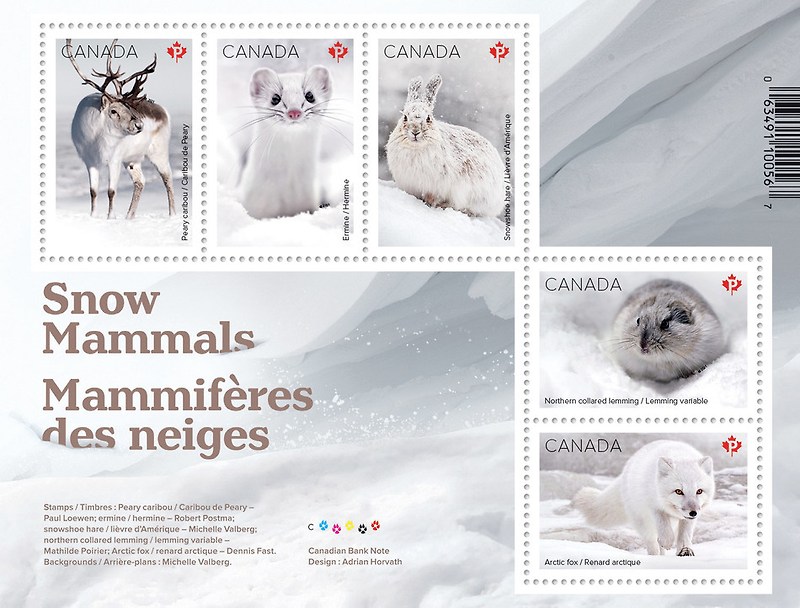 겨울에 하얗게 변하는 포유류 5종, 캐나다의 새로운 우표에 등장