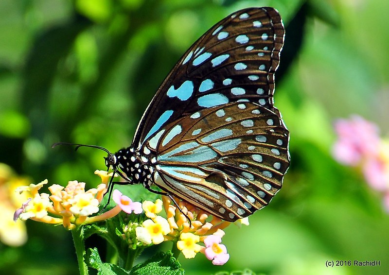 Featured on Bing - 푸른 호랑이 나비 Blue tiger butterflies
