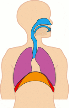 06) 호흡의 원리 ( 흡기와 호기 )