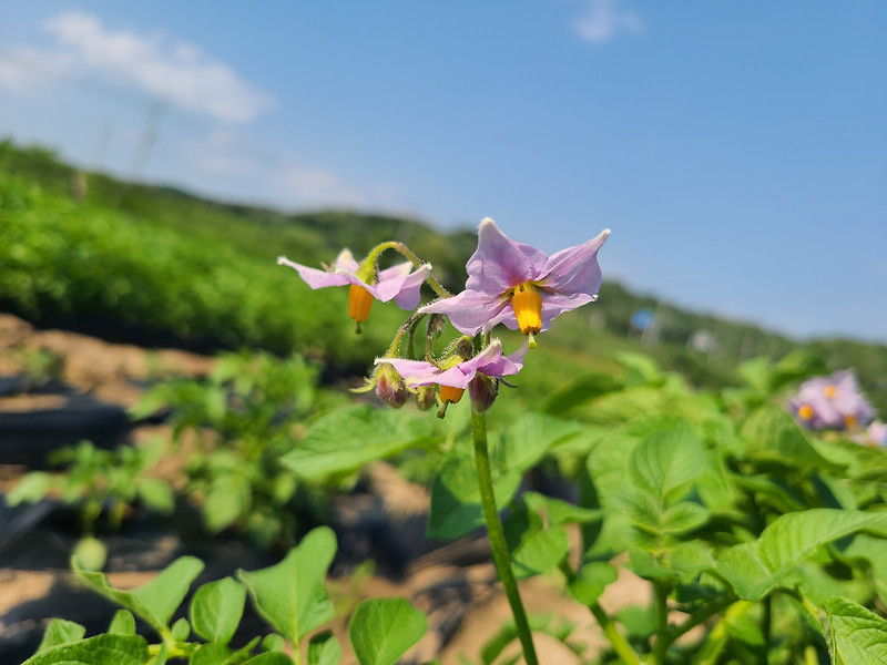 감자꽃 따주기와 감자 수확시기, 보관방법