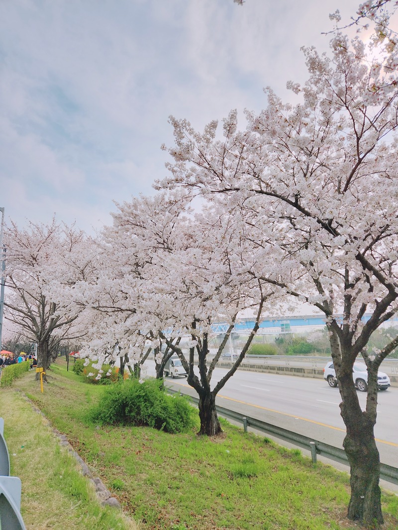 부산 사상 : 벚꽃 만개한 삼락생태공원 (삼락생태공원 벚꽃축제)