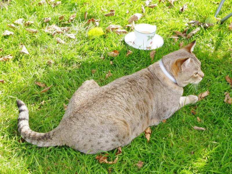 '오스트레일리안 미스트' 고양이 특징 및 성격
