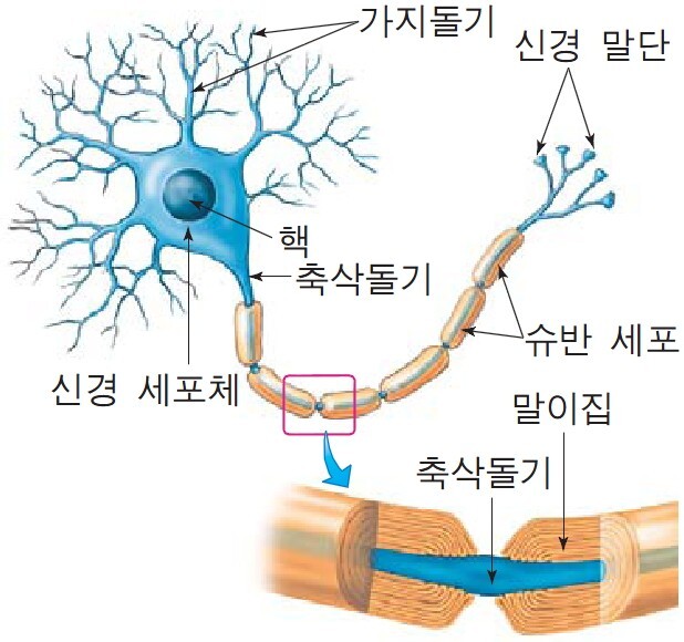 생명 과학1:3-1단원(신경계에 의한 조절-뉴런의 종류와 구조,휴지 전위,활동 전위,흥분의 전달,골격근의 구조,근수축의 원리,중추 신경계,대뇌,말초 신경계)