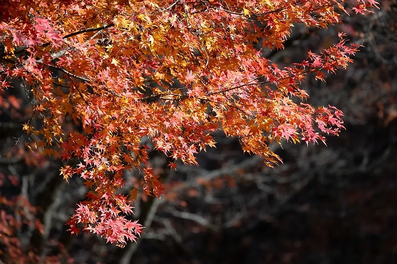가을의 아름다움을 만끽할 수 있는 단풍 명소 9곳