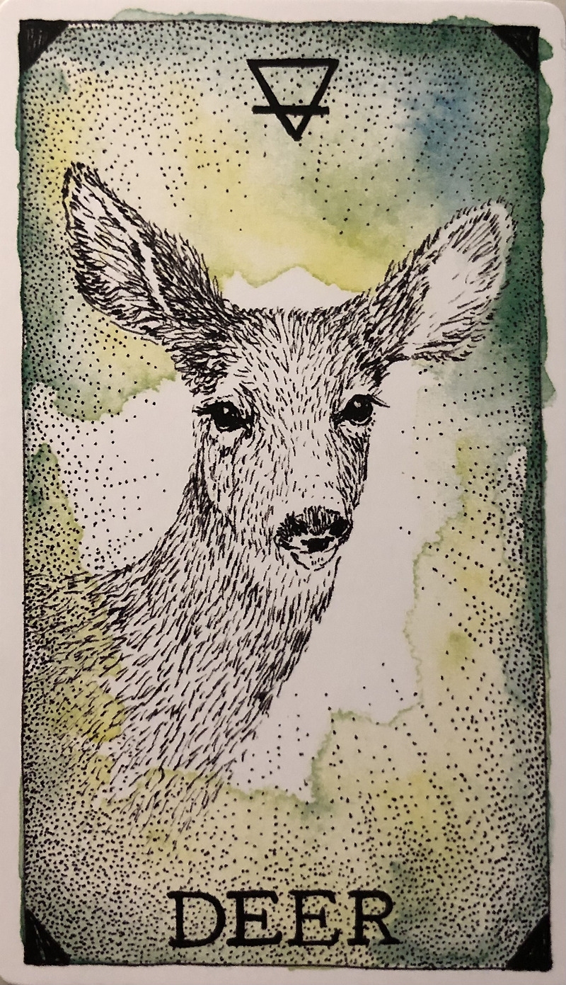 [오라클카드배우기/와일드언노운애니멀스피릿]The Wild Unknown Animal Spirit Deer 사슴 해석 및 의미