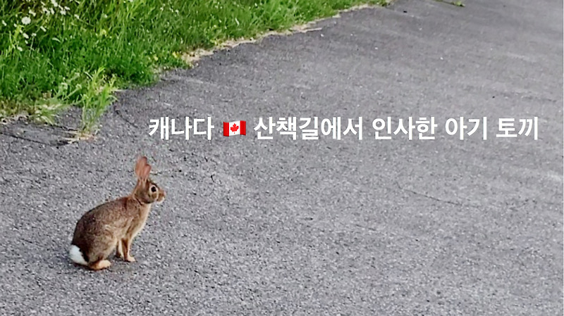 캐나다 길에서 만나는 아기 토끼
