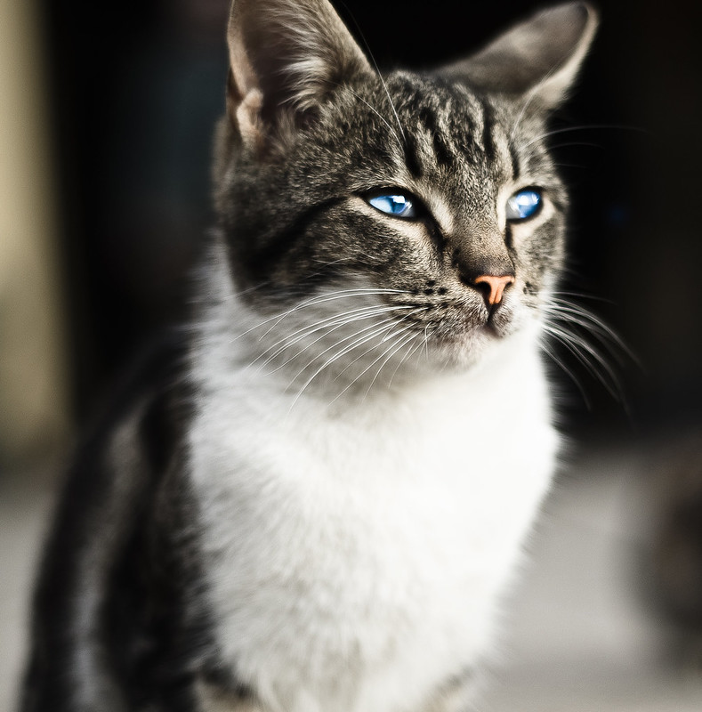 어둠속에서 고양이의 눈이 빛나는 이유는?
